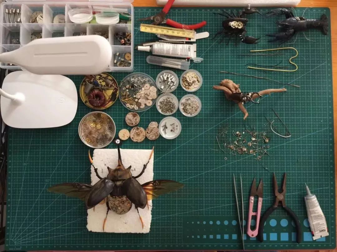 95后小伙离世捐献器官救了5人,95后小伙昆虫标本