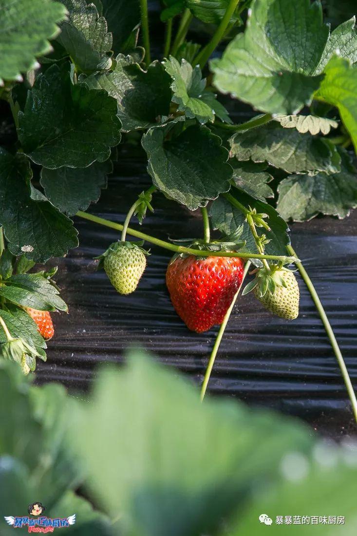 丹东特大久久红草莓,丹东九九大草莓是引进的吗