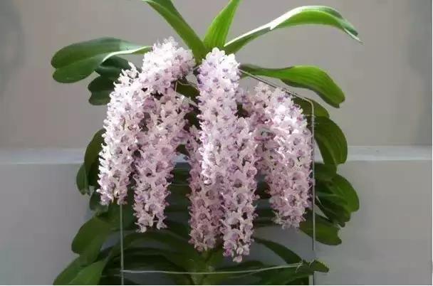 极品中的精品兰花,带你回忆天价兰花蕙兰篇