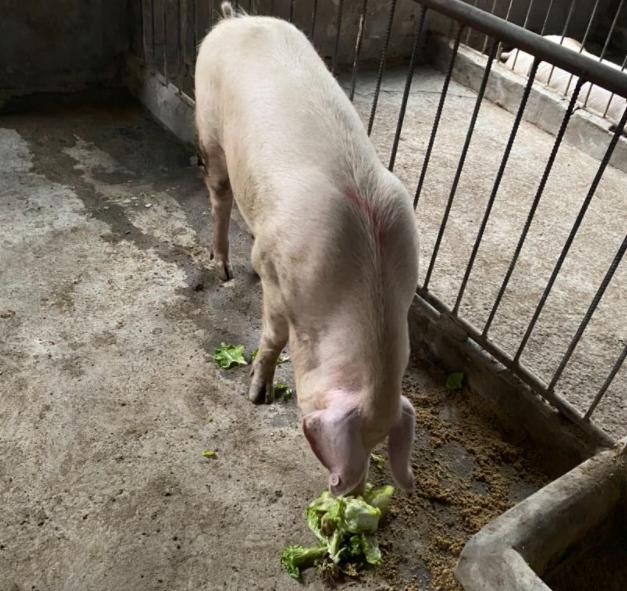 猪不吃东西没精神怎么办,猪不吃食没精神是怎么回事