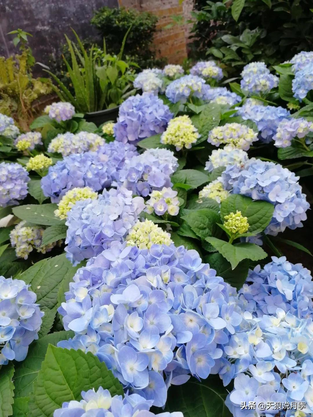 圆滚滚的绣球，瀑布般的花墙，这届花友也太会种花了吧