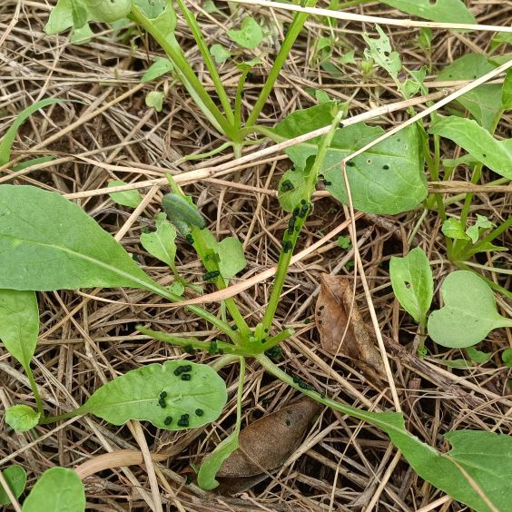 蔬菜害虫用什么杀虫剂最有效,辣椒水喷蔬菜能驱虫吗