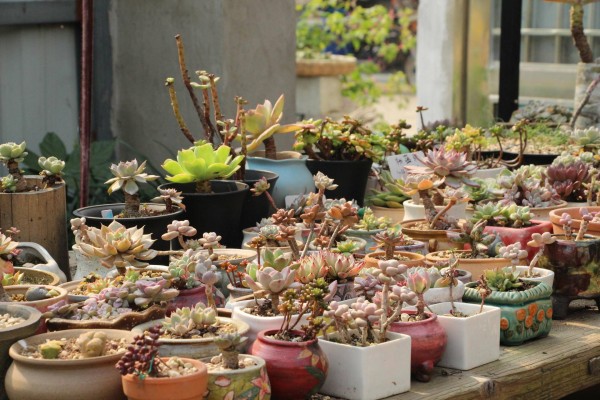 适合栽在庭院的多肉,庭院地栽多肉设计