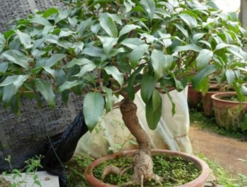 桂花剪枝最佳时间和方法,桂花需要剪枝吗几月份剪好