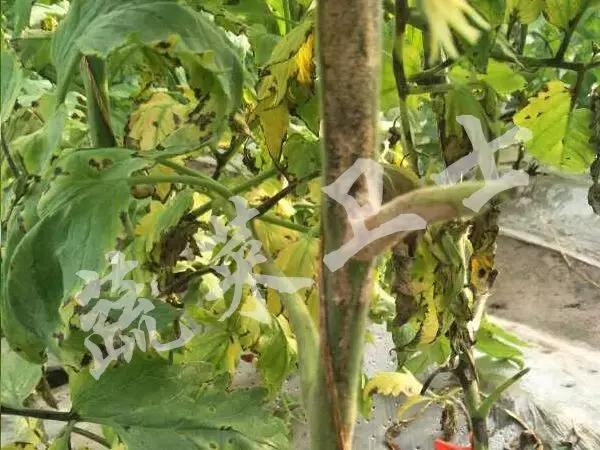 番茄专治机油病,番茄苗期得机油病