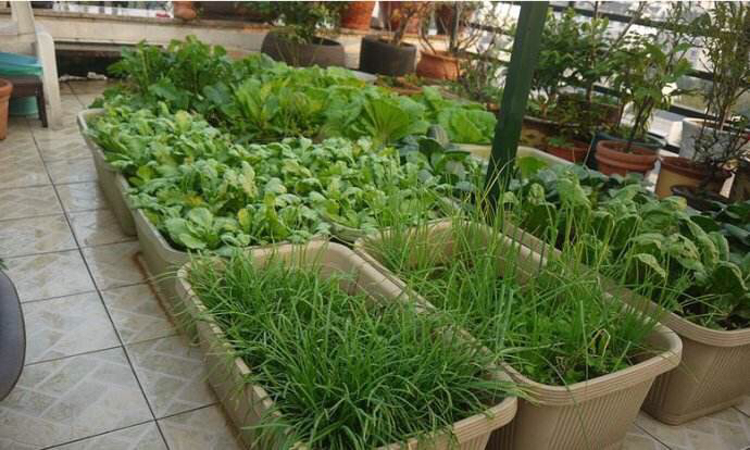 阳台种菜阳光不足种什么菜好,阳台上种菜没光照怎么办