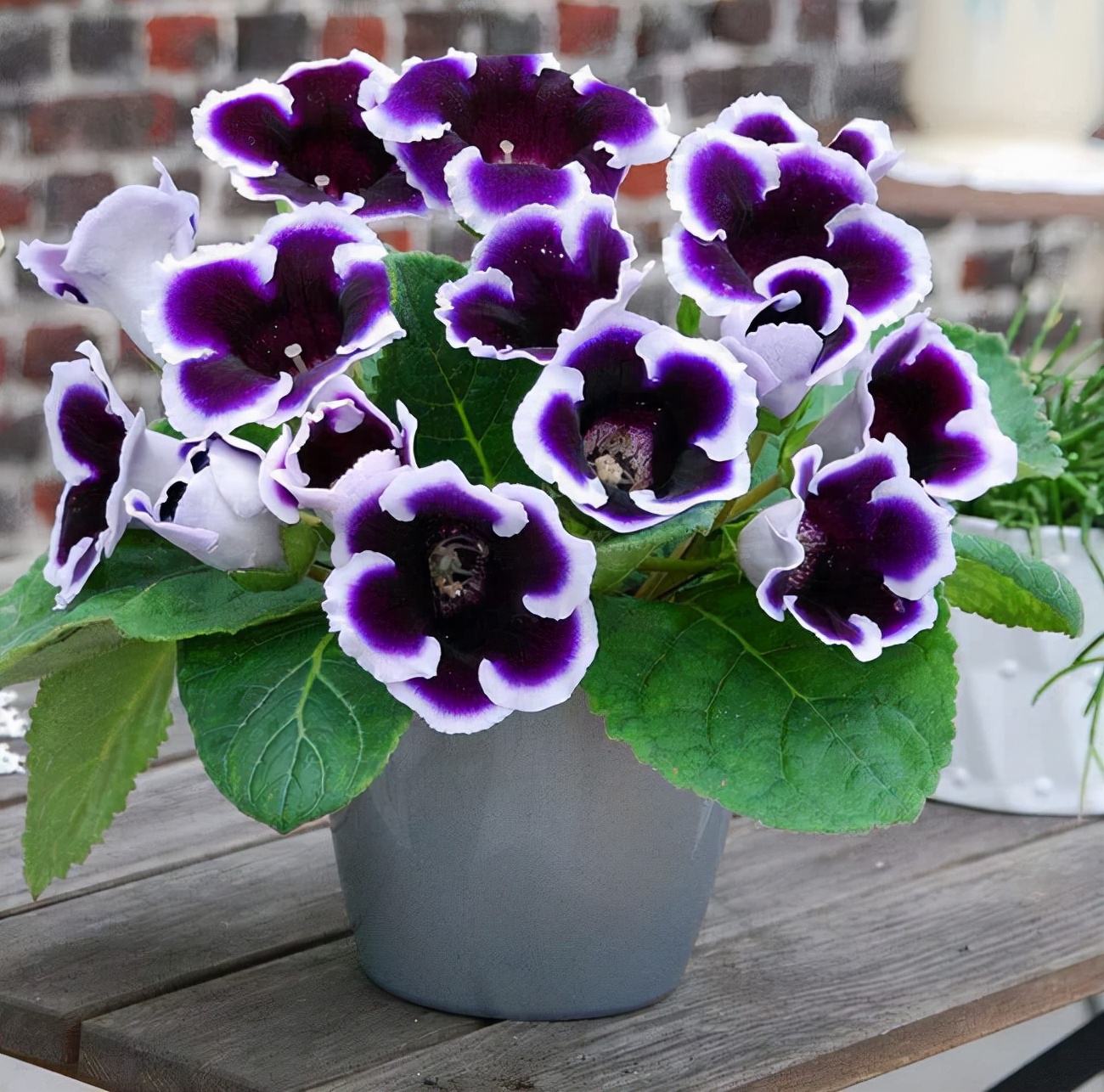 这“38种花”,当你开始收集品种时,你已入坑颇深