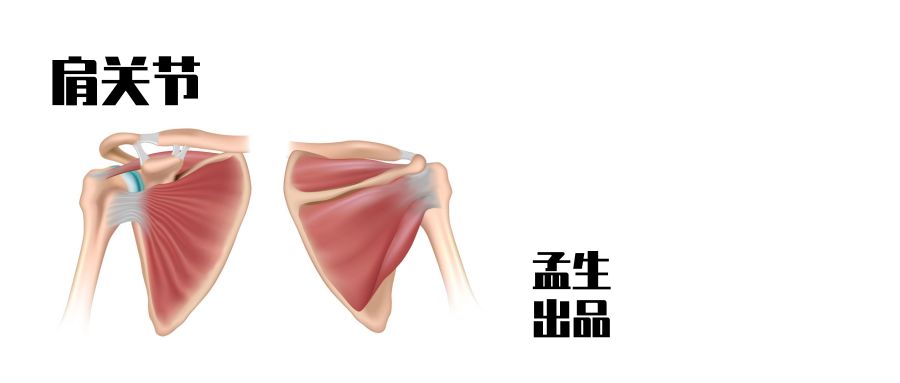 盂与臼——关节盂与关节臼的汉字渊源