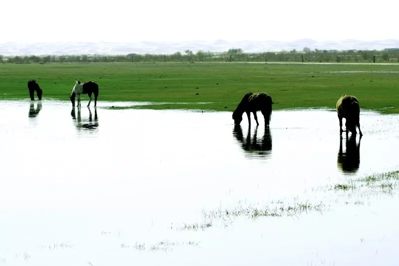 阿拉善盟免费景点,阿拉善盟定远营旅游景区