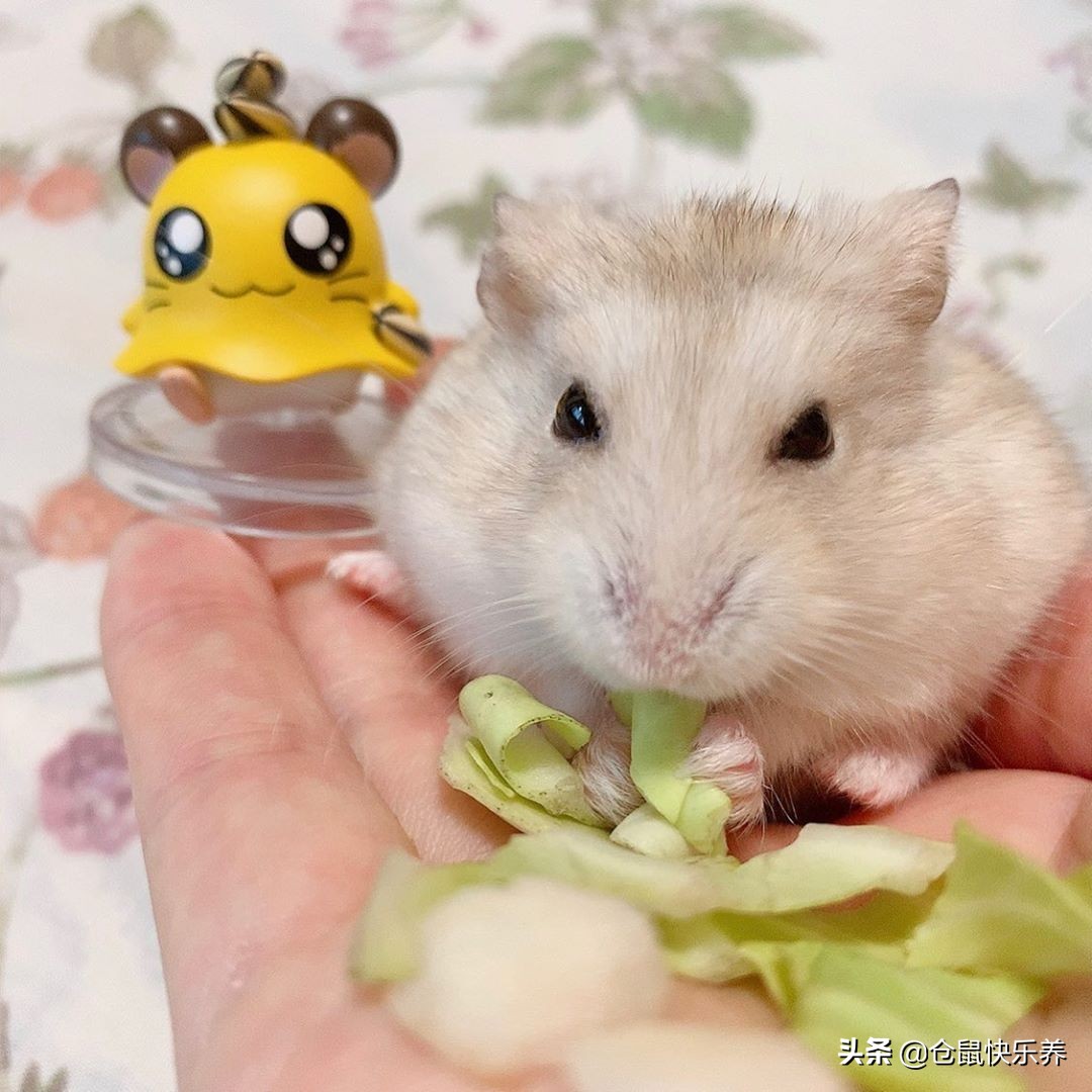 仓鼠刚到家如何防应激,仓鼠一天不吃鼠粮怎么办