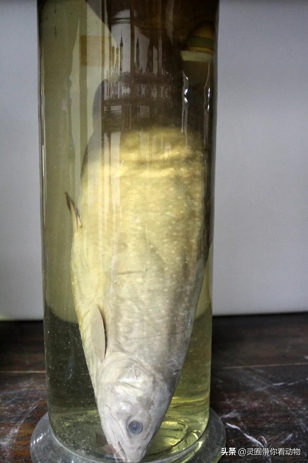 金日成爱吃的它,居然已经在国内绝迹?