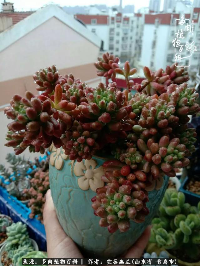 多肉最美的时光,多肉惊艳我的时光