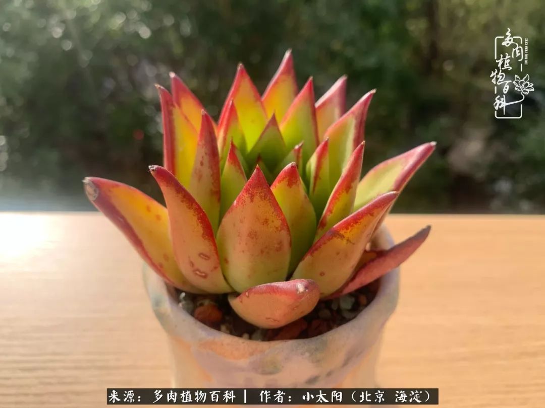 来自多肉的顽强生命力,与多肉朝夕相伴的美好时光