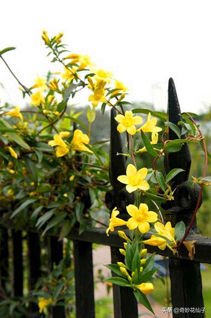 法国香水花的养护方法,法国香水茉莉花藤蔓怎么养