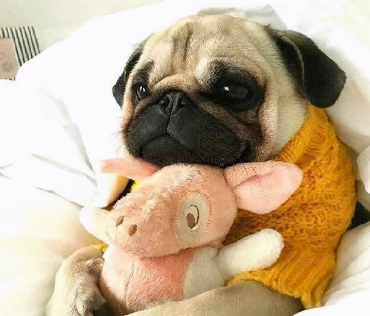 巴哥犬掉毛厉害怎么解决,巴哥犬不吃东西什么原因