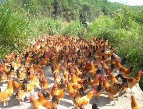 小伙搞蛋鸡养殖走上致富路,蛋鸡养殖致富商机