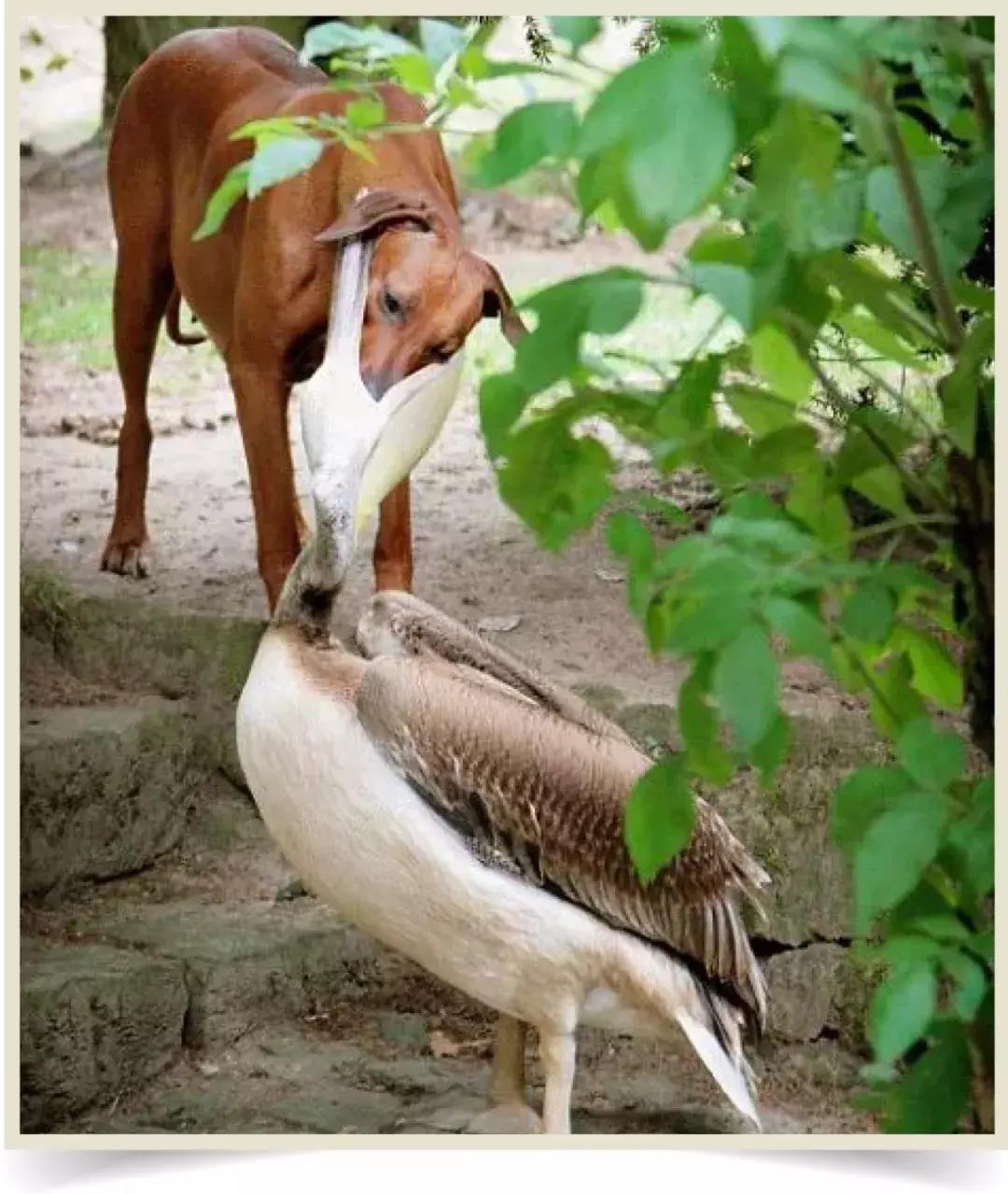 鸟界广东人，没什么是它不敢吃的……