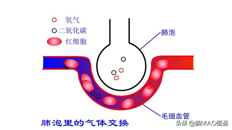 猫咪睡觉呼噜噜呼吸很急促,猫睡觉有声音怎么回事