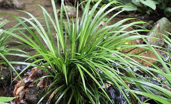 石头上的野草,河滩上的野草是什么野草