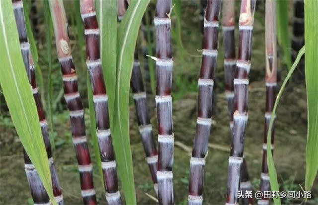 学会这几点让你成功,学会种甘蔗