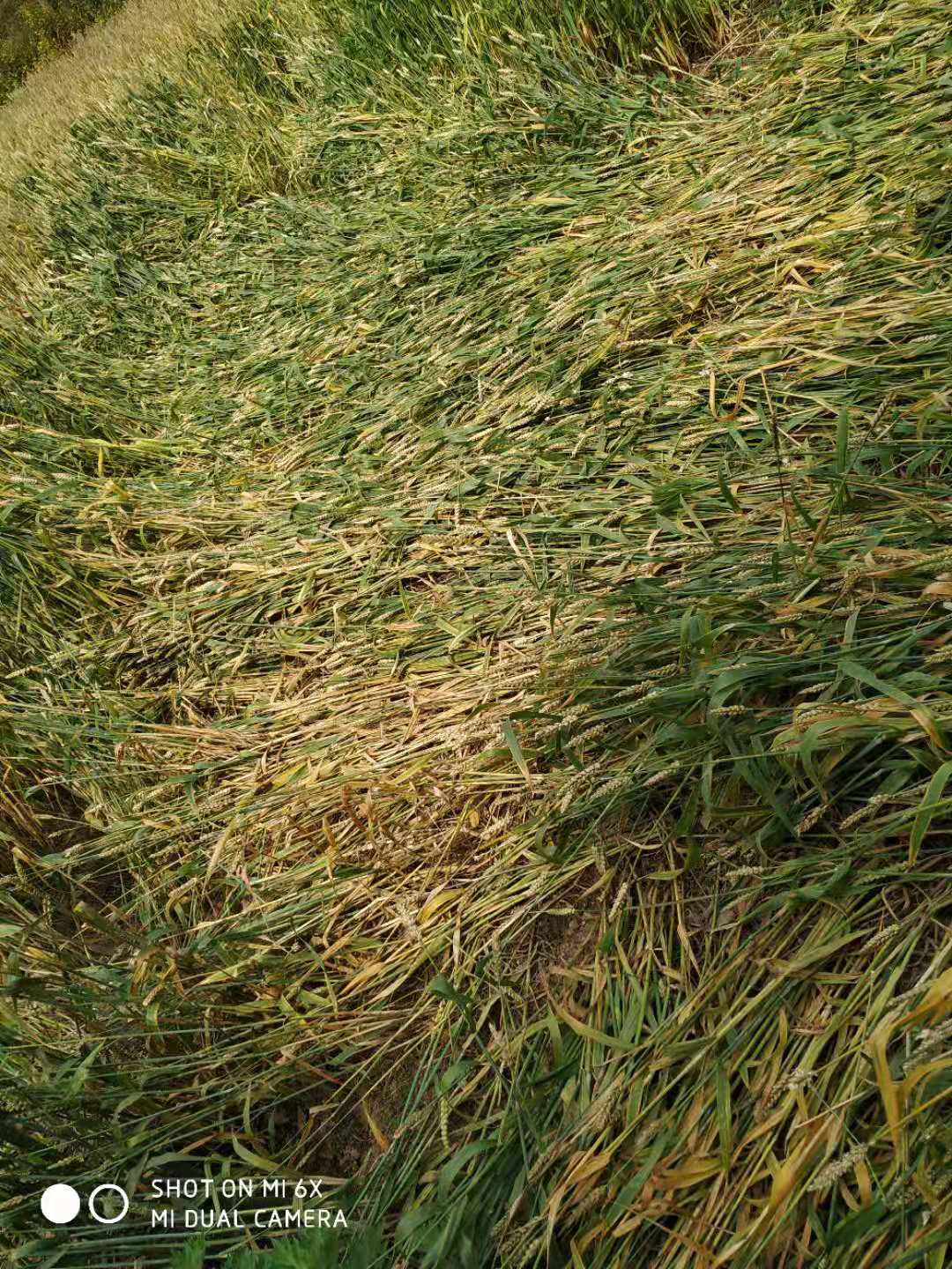 野猪泛滥成灾四川,野猪泛滥成灾农民无法生活