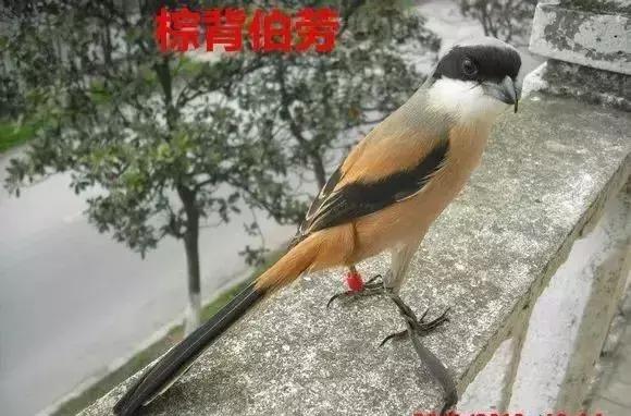 伯劳鸟饲养,没睁眼的伯劳怎样饲养