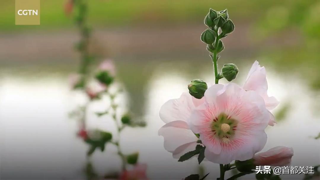 古人“防疫日”,又闻草木香,今日端午,愿您安康