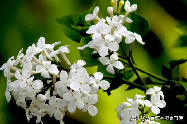 六年级语文上册第一单元测试卷,六年级语文上册天津单元测试卷