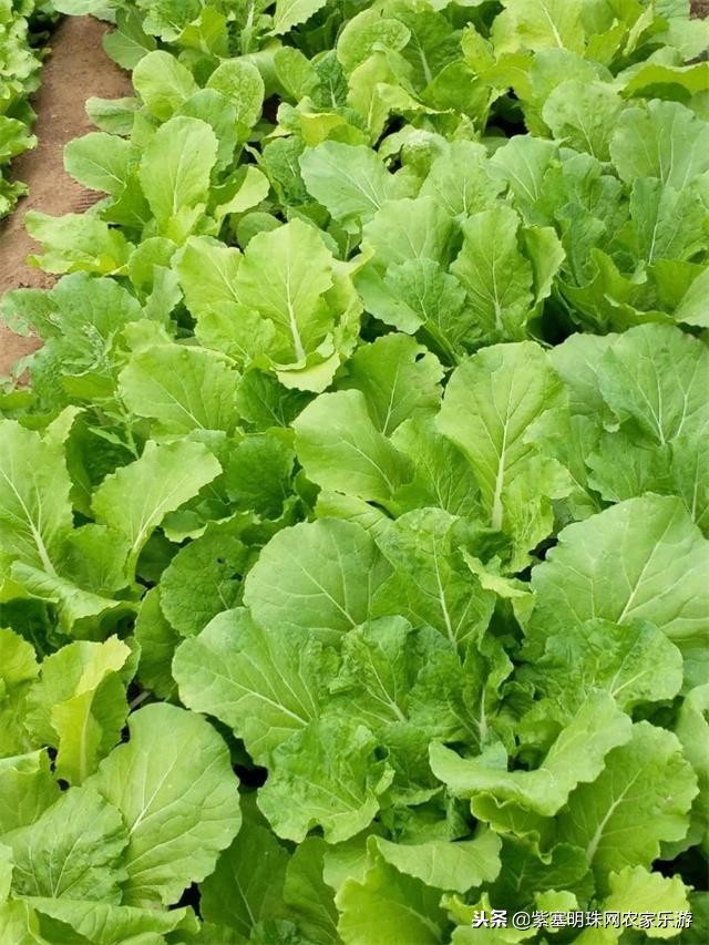 白河湾徐军虎农家院,白河湾徐春宝农家院