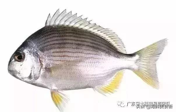 这5种淡水鱼值得多吃,中国最好吃的鱼类排行榜