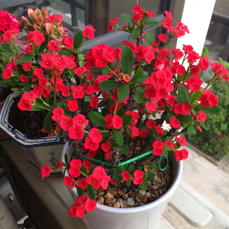 虎刺梅真的有毒吗家中养不好吗,虎刺梅有毒吗视频