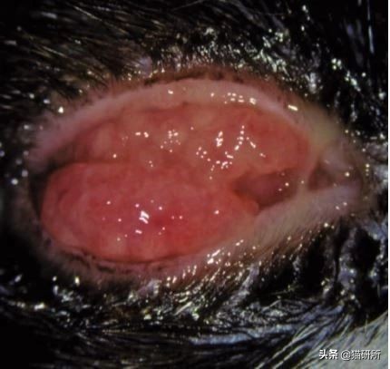 猫咪眼睛突然出分泌物还伴有干呕,猫咪眼睛分泌物突然增多怎么回事