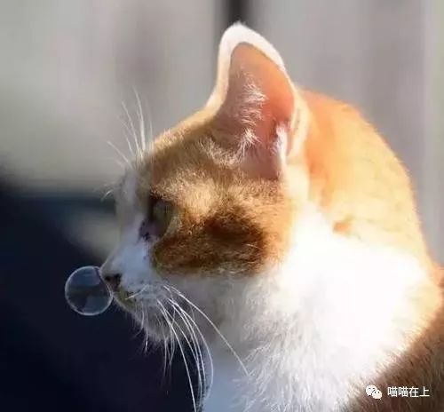 猫生病的时候有什么症状表现,猫生病了奄奄一息还能活吗