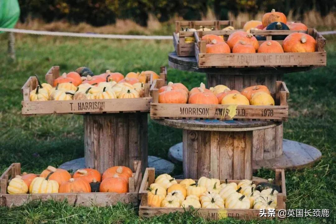 南瓜大作战攻略,南瓜大作战有几个地点