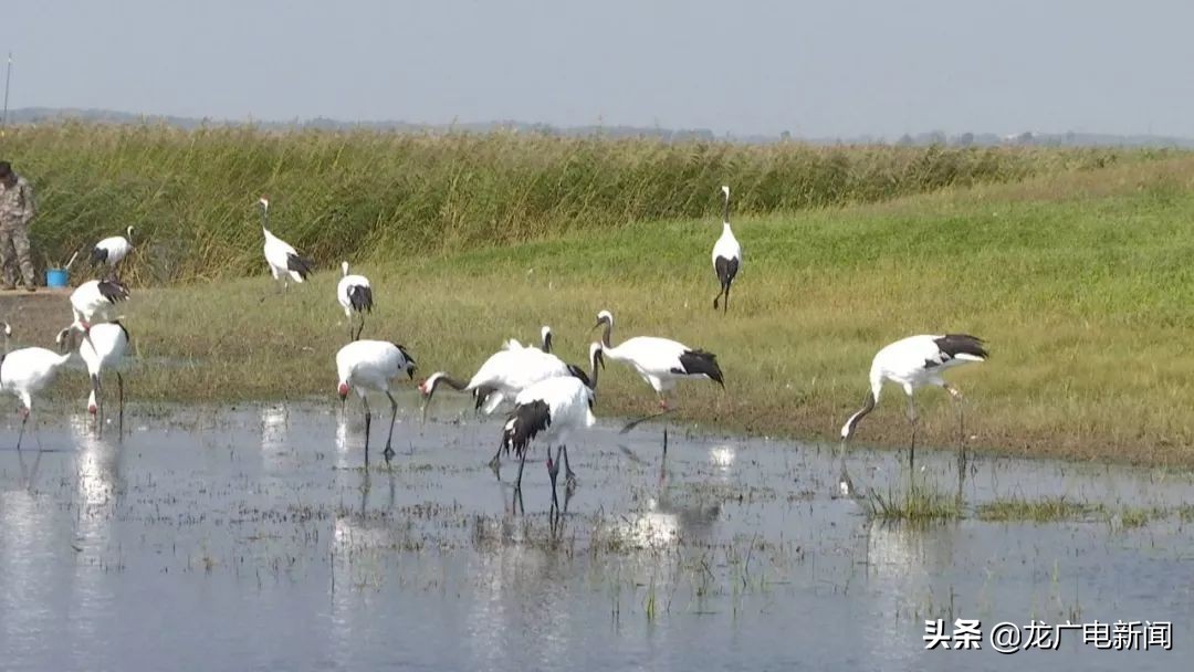 龙江夏季出游,顺德龙江户外活动