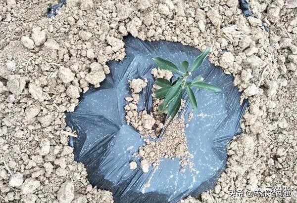 怎样提高刚栽柑橘苗的成活率,柑橘苗栽植时如何消毒