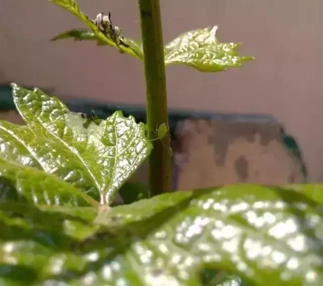 夏黑葡萄各个时间防哪些虫害,葡萄14种常见虫卵图解