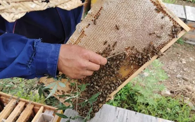密云蜜蜂养殖技术,养蜂老手艺