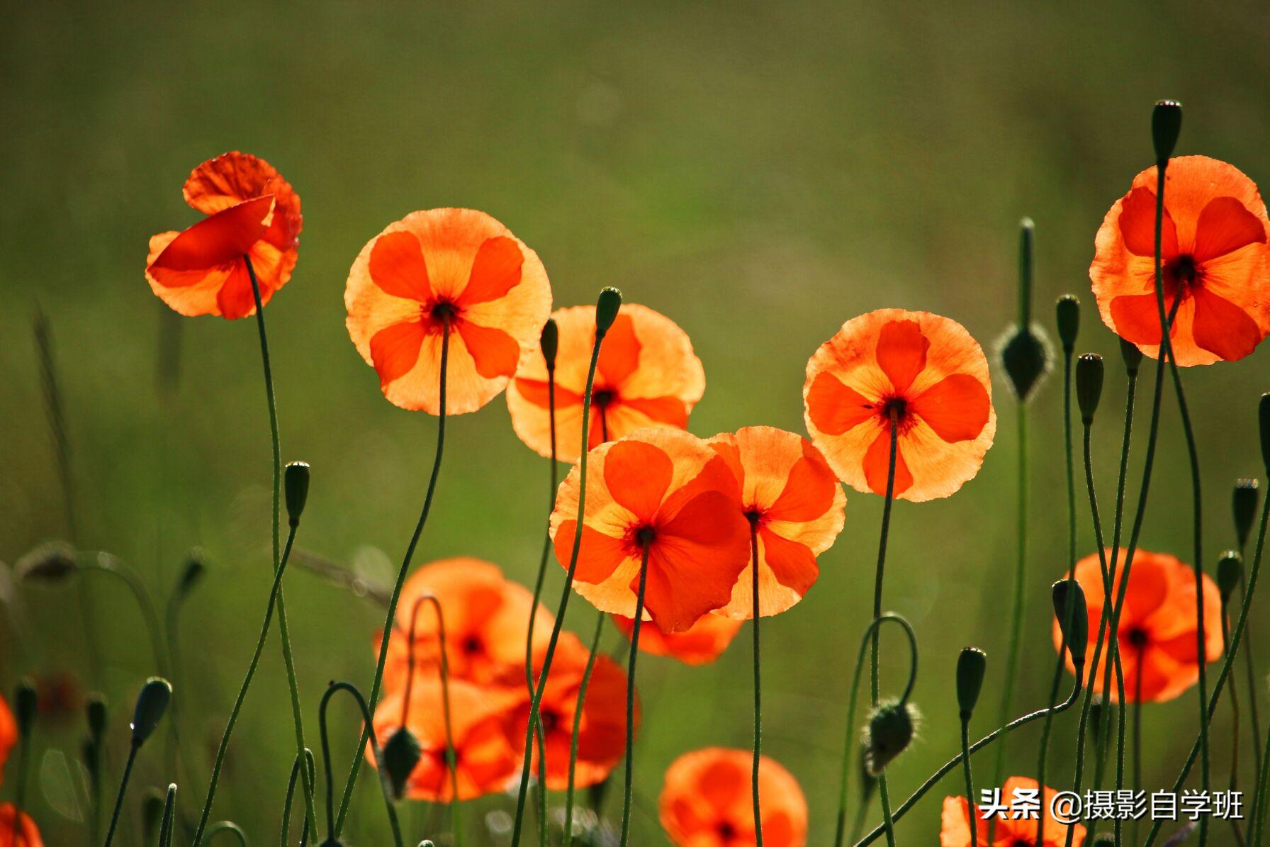 拍春天花的摄影技巧,拍美花草学这9个摄影技巧