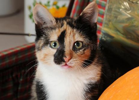 中华田园猫缺点有哪些,中华田园猫有多不受待见