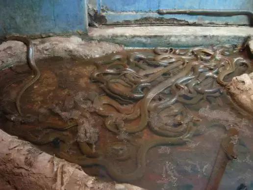 如何让观赏蛇类在人工环境下住得幸福