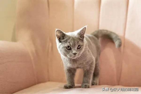 猫咪特别挑食吃得很少应该怎么办,关于猫咪不吃饭的原因分析