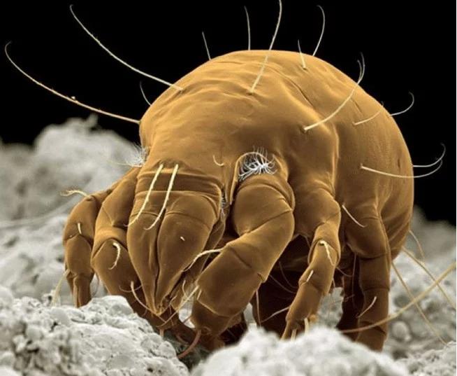 驱逐螨虫，艾草来帮忙。