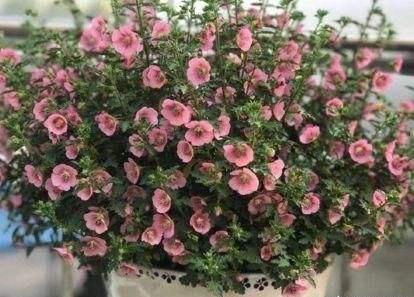 花不用肥买什么,有机肥和磷钾肥养花