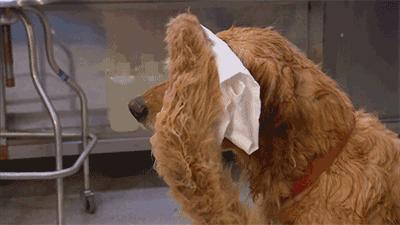 男童被大型犬抓伤,男童遭大型犬咬伤在icu抢救