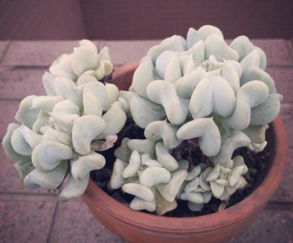 多肉植物特玉莲怎么养,多肉玉缀徒长了怎么办