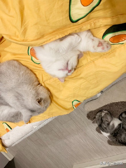 哪个猫粮是性价比之王,谁是性价比之王