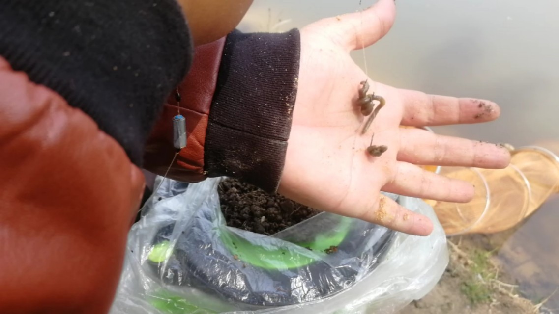 台钓双钩挂红虫或蚯蚓怎么调漂,台钓蚯蚓最佳调漂方法