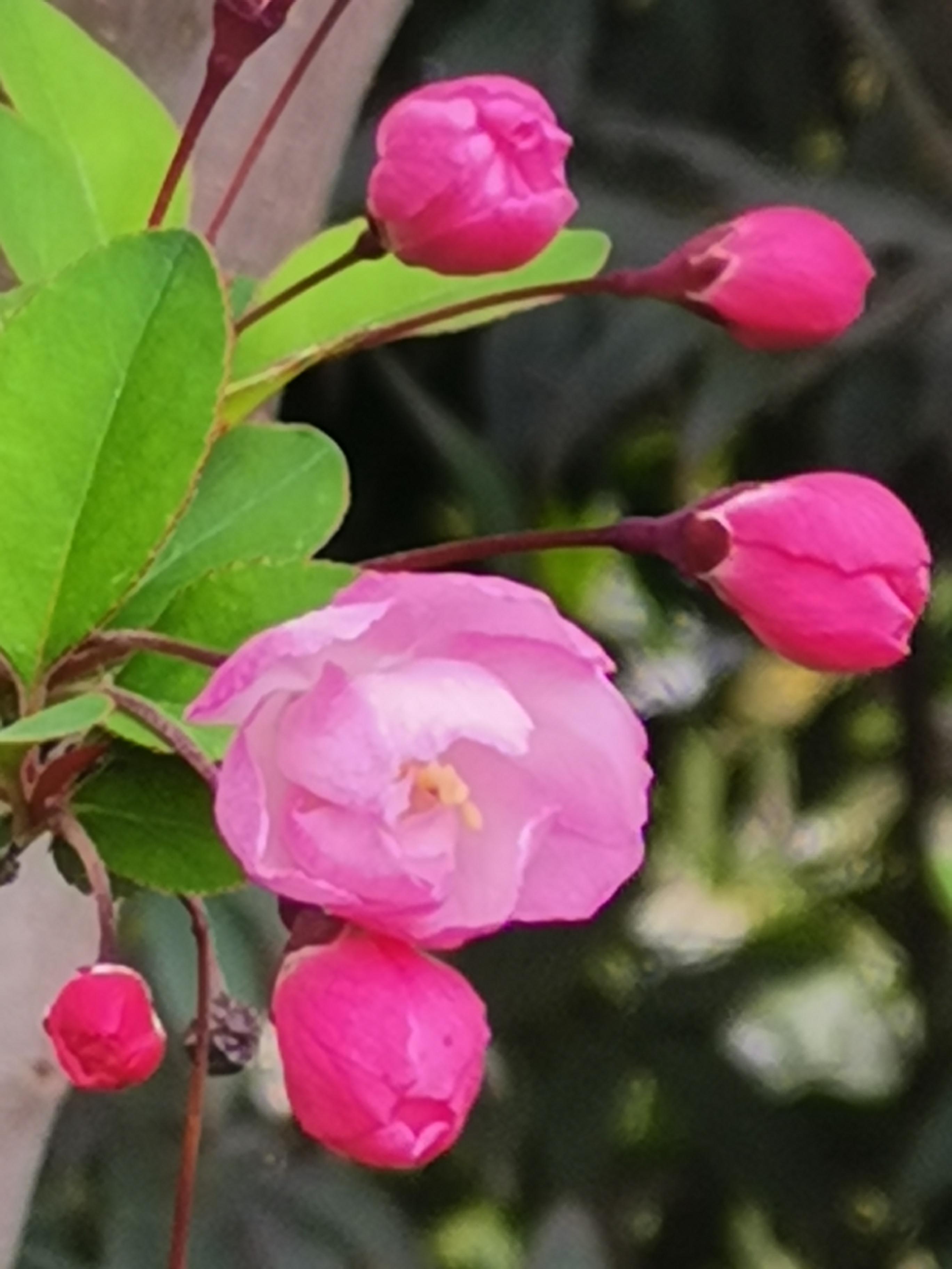 伏牛笔耕苑第214期2021.3.6