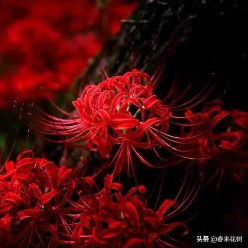 神奇的植物图片及介绍大全,十大最好的神奇植物